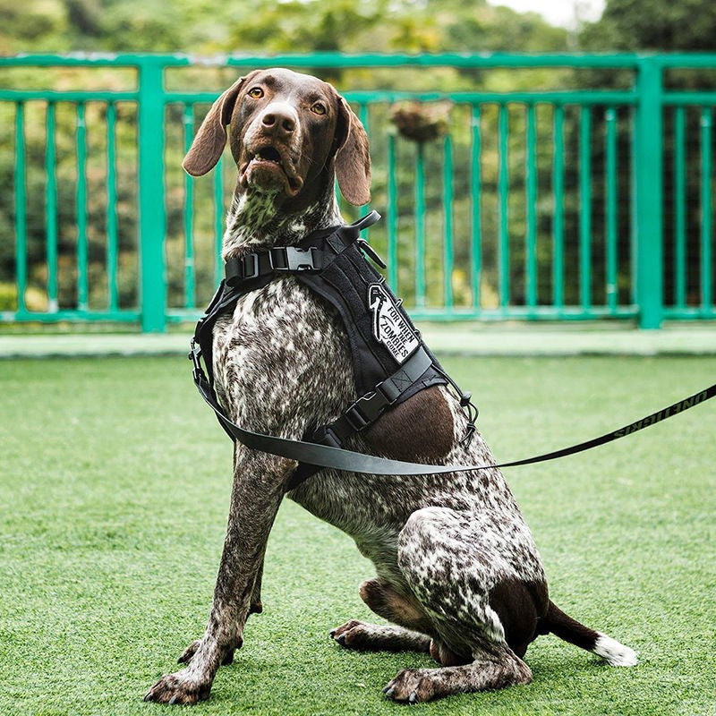 Dog harness for clearance hiking